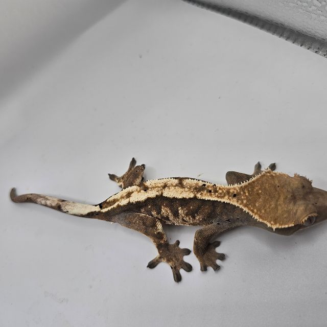세이블