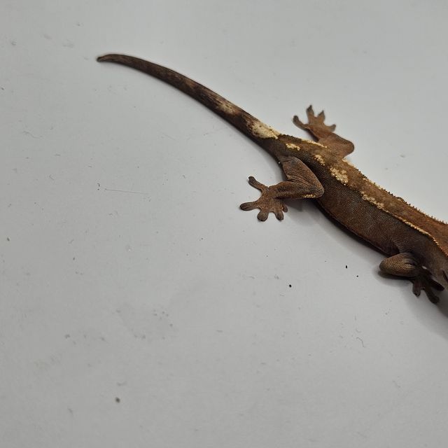세이블