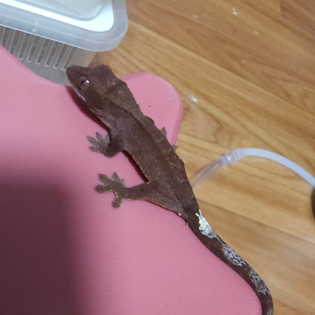 카푸치노 챠콜