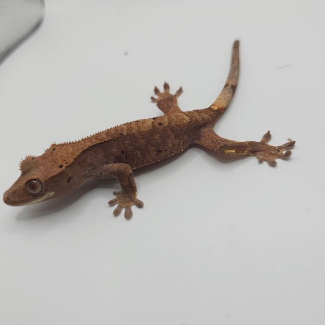 카푸치노 달마시안