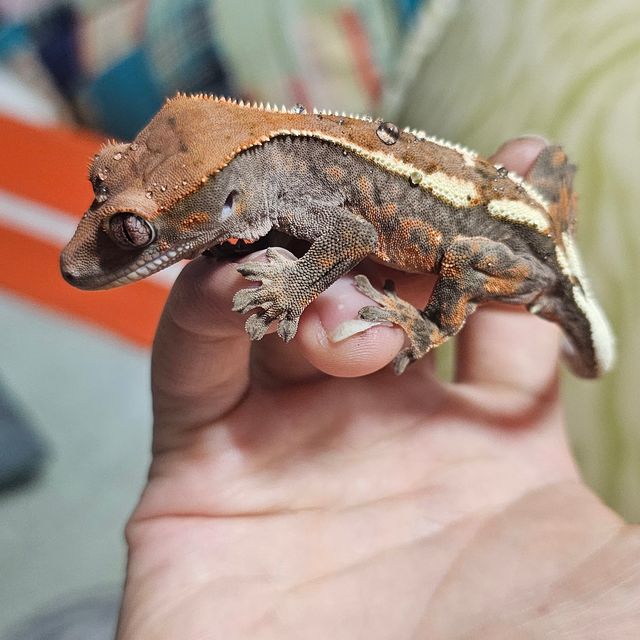 세이블 다크