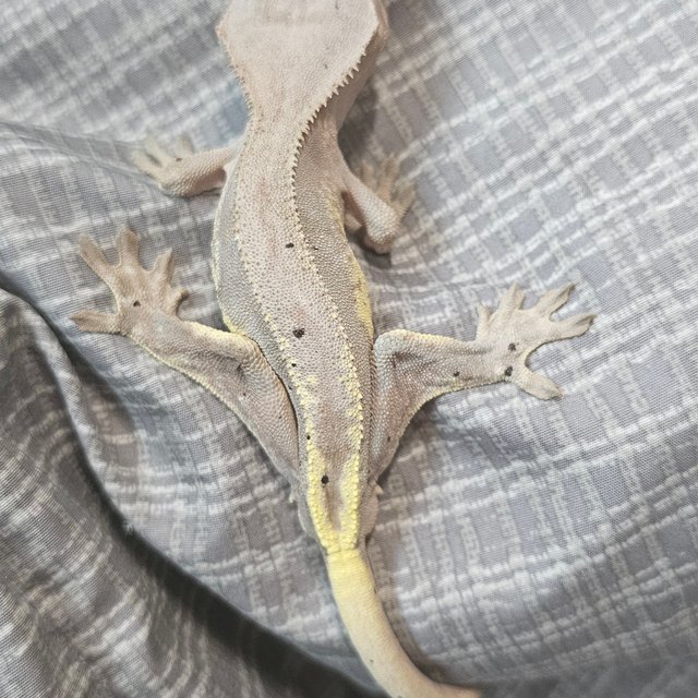 프라푸치노 다크