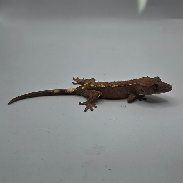 세이블