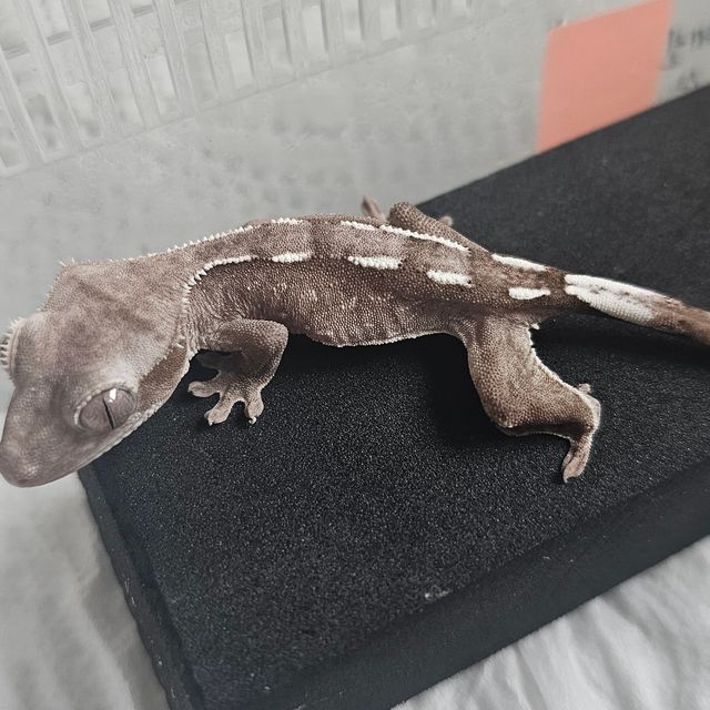 아잔틱