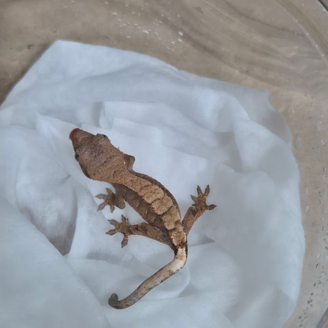 세이블