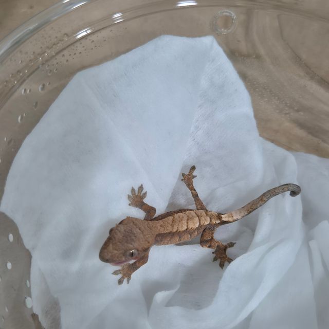 세이블