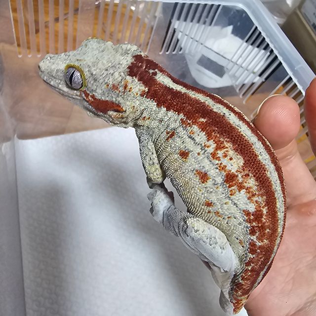 레드 스트라이프