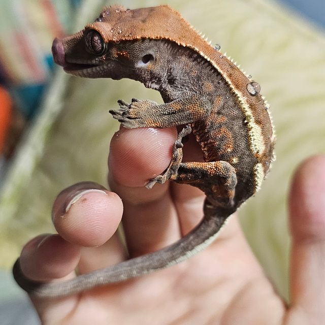 세이블 다크