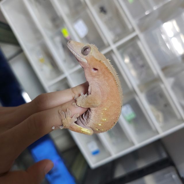 바이 화이트포트홀 레드