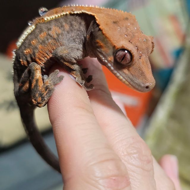 세이블 다크