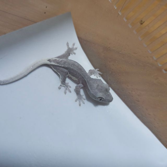 릴잔틱