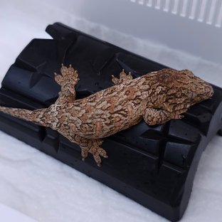 하이 컬러