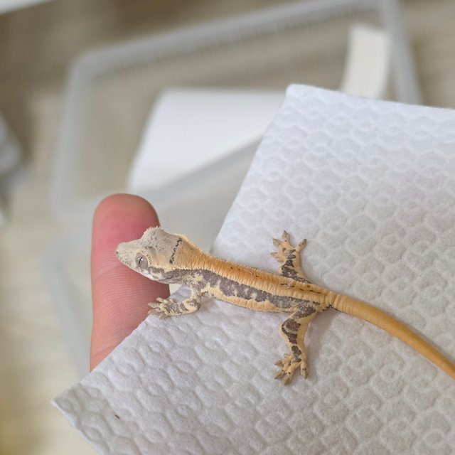 릴리화이트 젠젝스