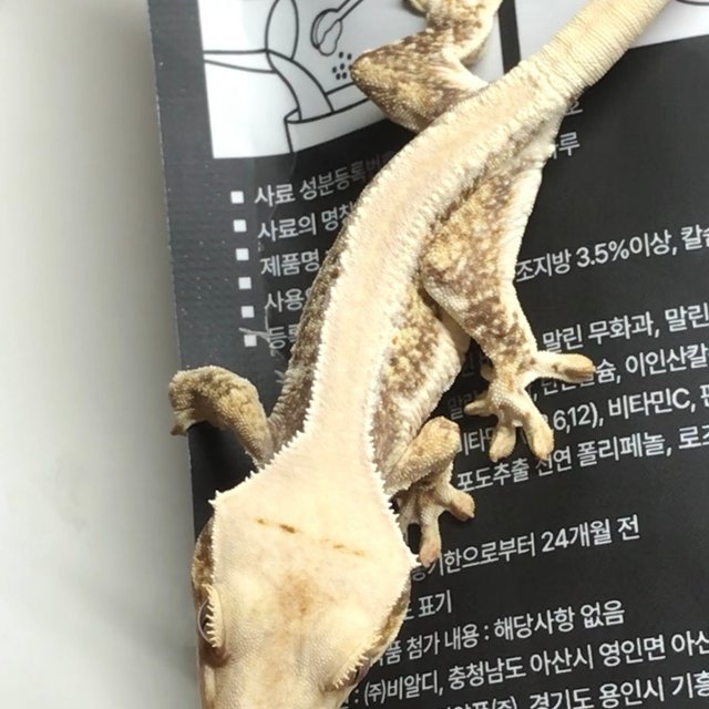 릴리화이트 엠티백