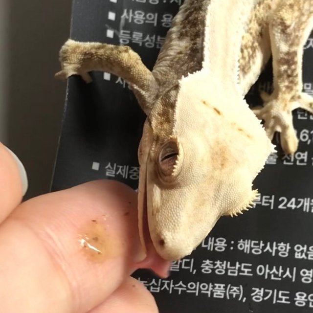 릴리화이트 엠티백