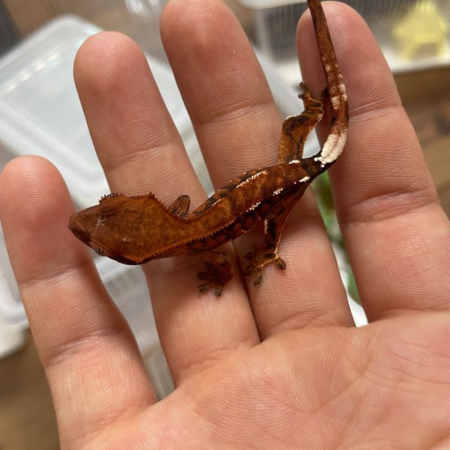 텐저린 카푸치노