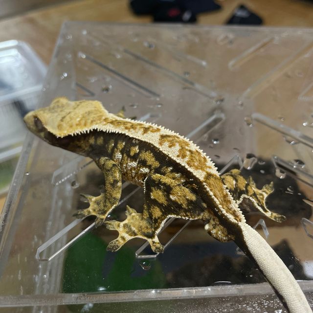 할리퀸 익스트림할리퀸
