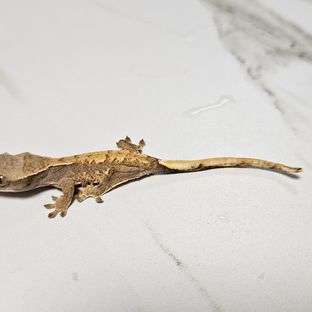 트라이