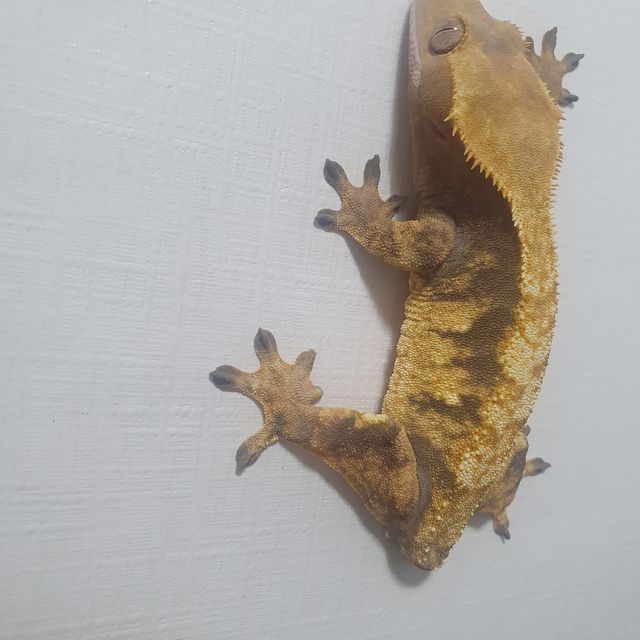텐저린 할로윈