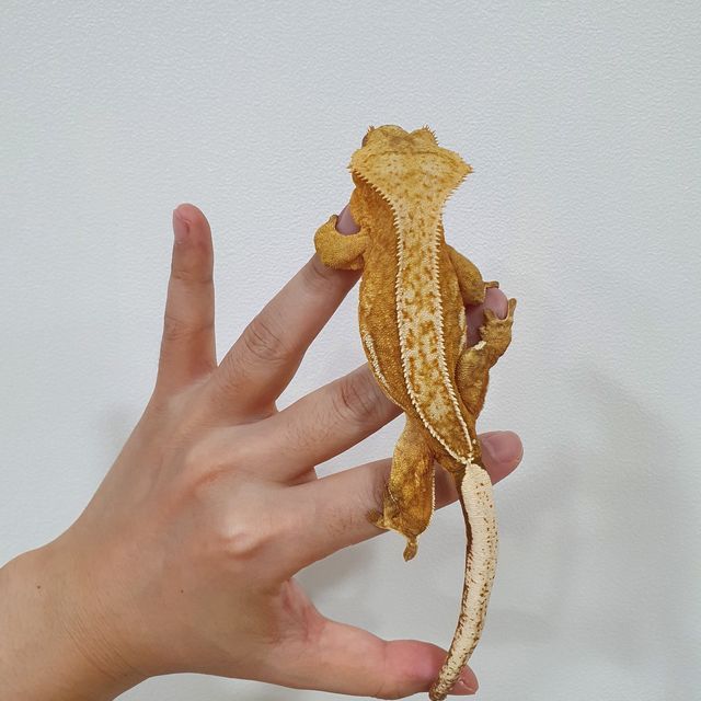 크림시클