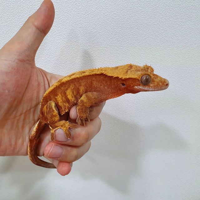 할리퀸 텐저린