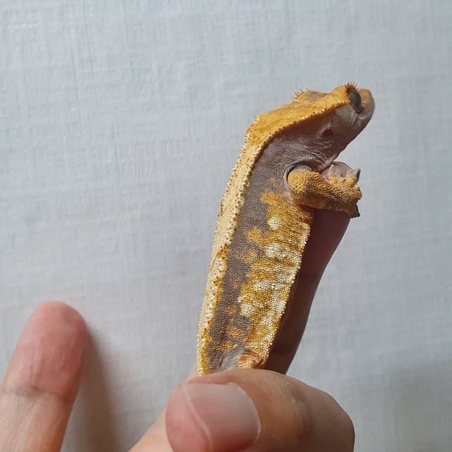 트라이