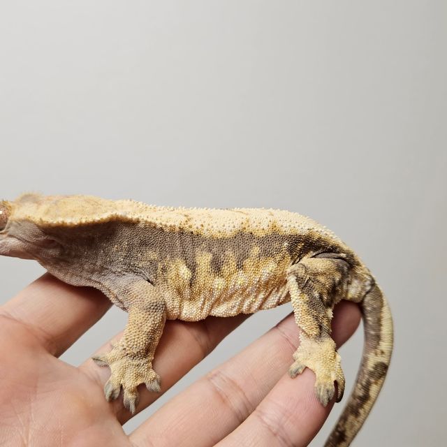 트라이