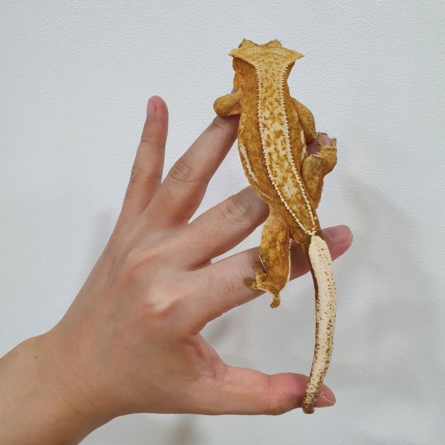 크림시클