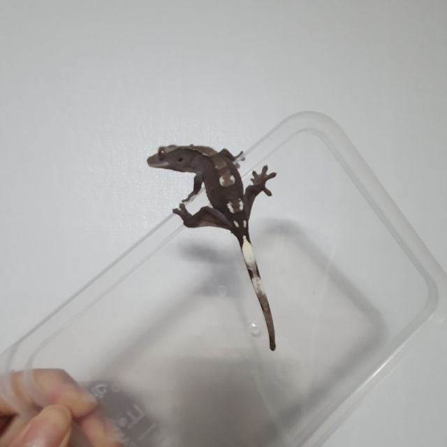 아잔틱