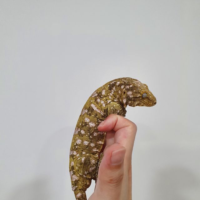 파인아일랜드