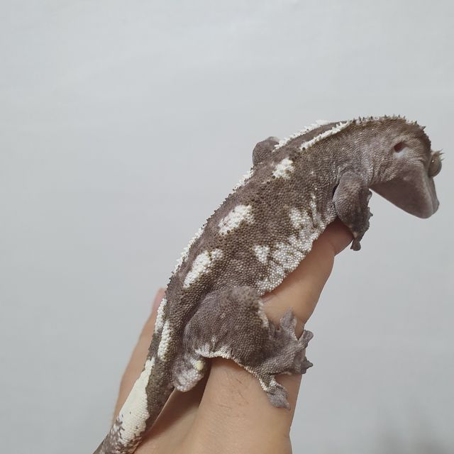 아잔틱