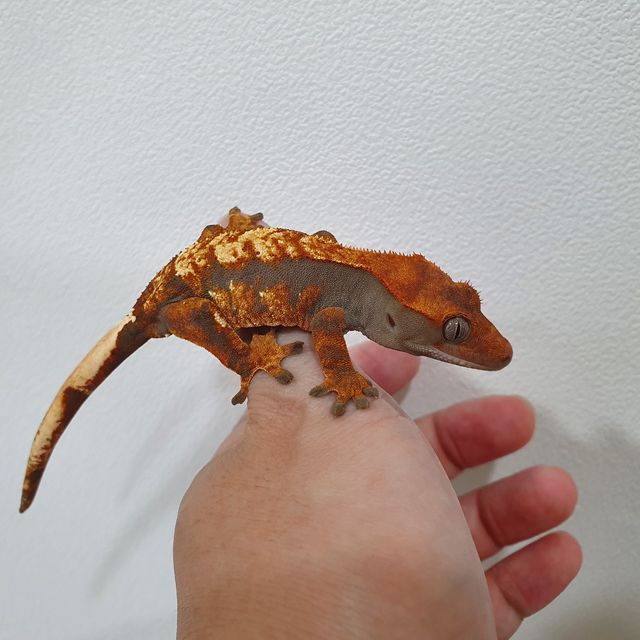 텐저린 할로윈