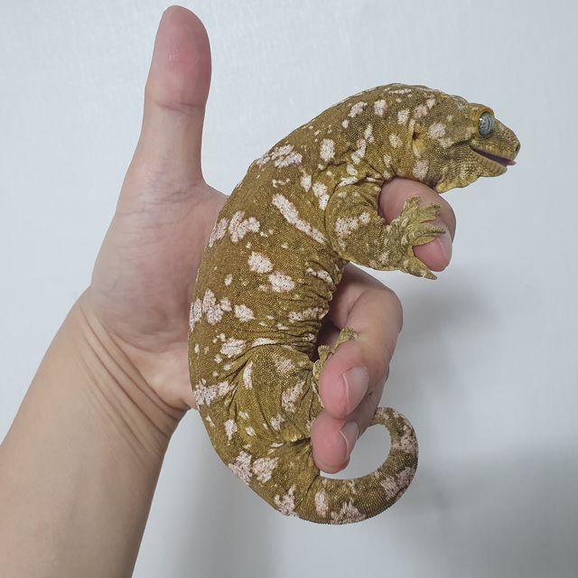 파인아일랜드