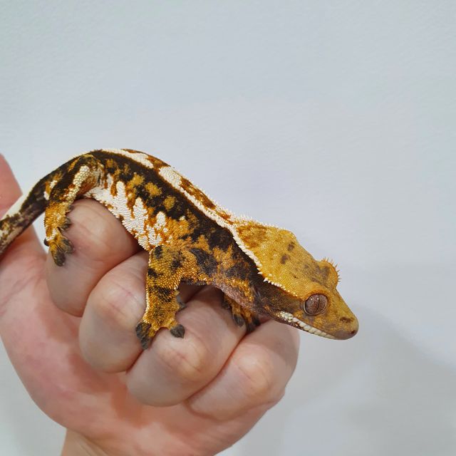 트라이