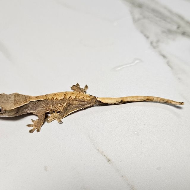 트라이