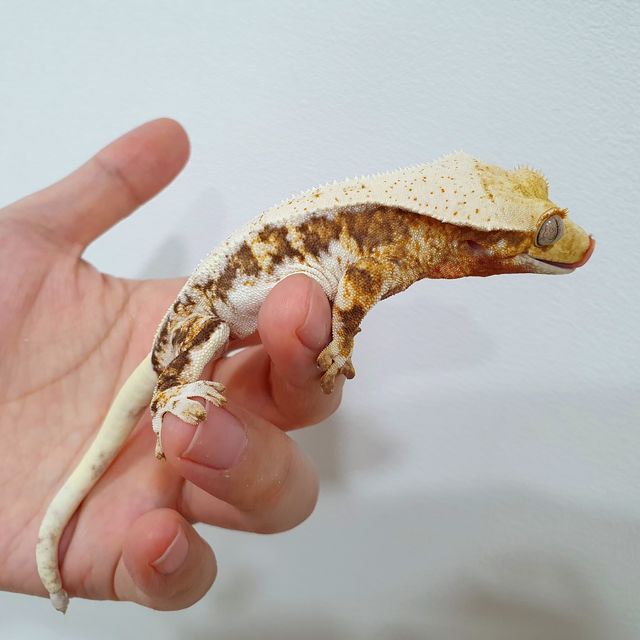 릴리화이트