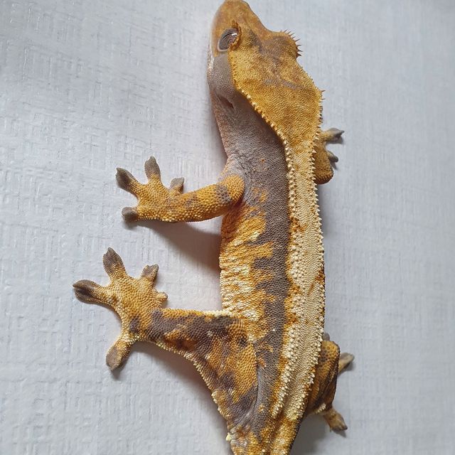 트라이