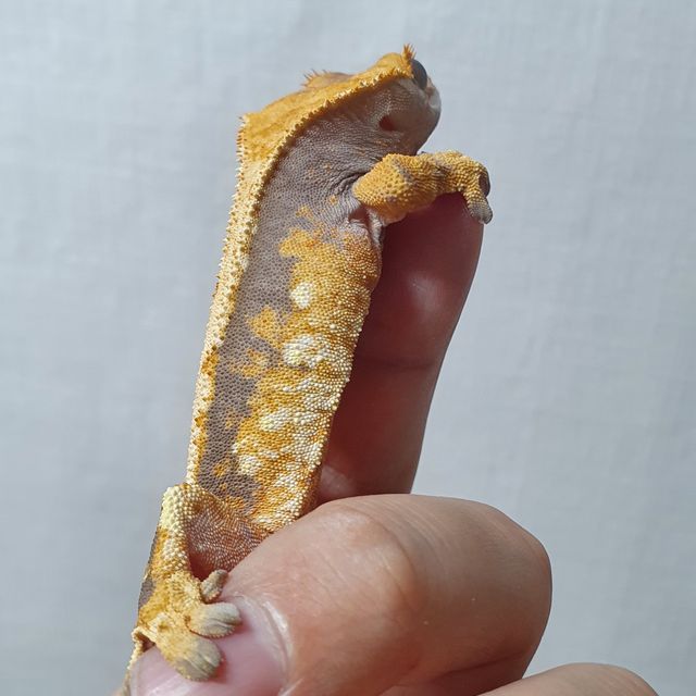트라이