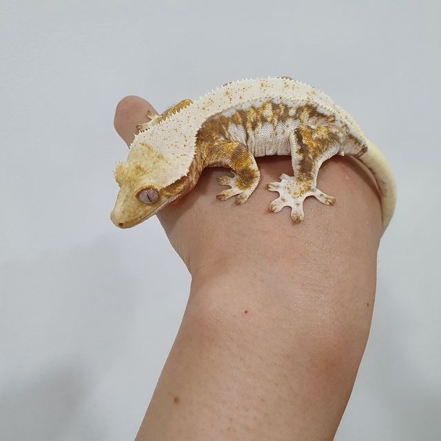 릴리화이트