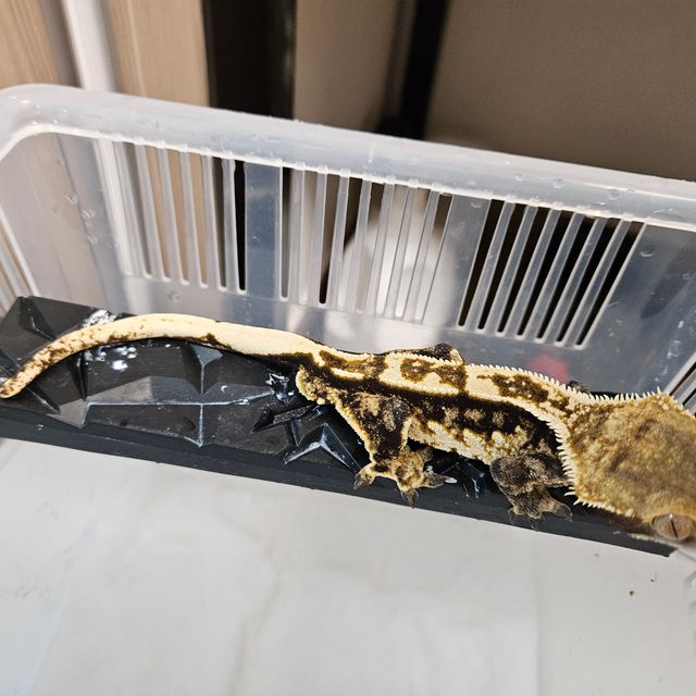 트라이