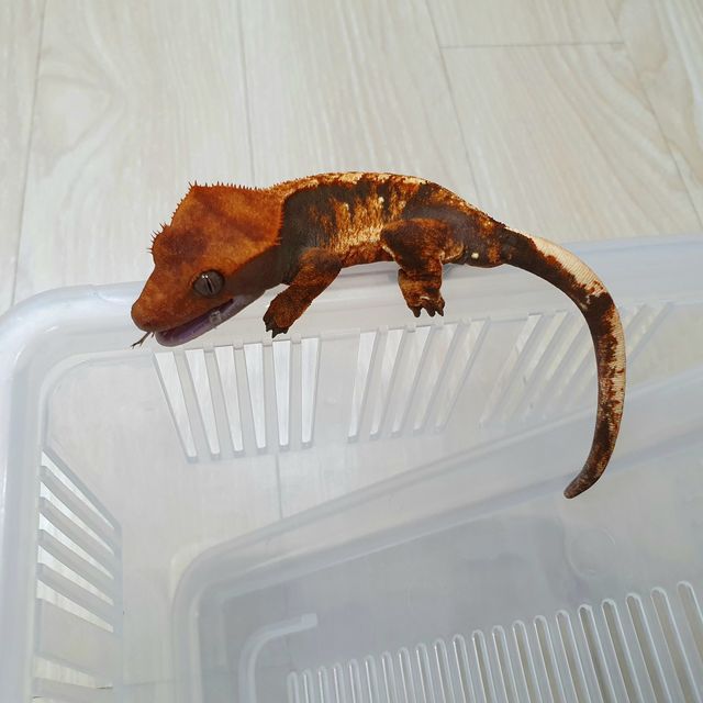 텐저린 할로윈