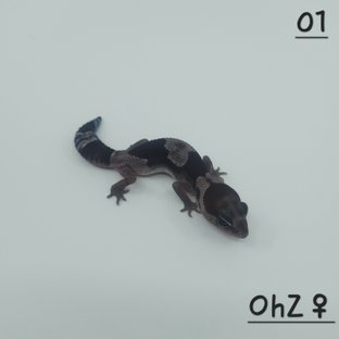 오레오 헷 줄루