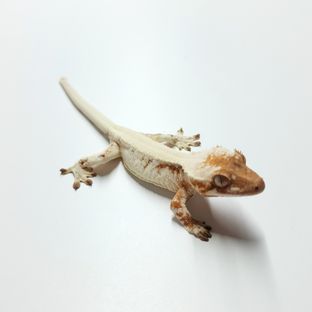 릴리 세이블