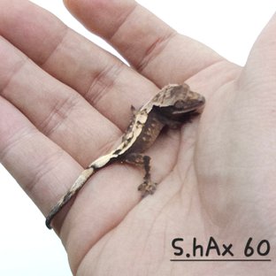 세이블 100%헷아잔틱