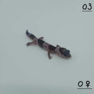 오레오