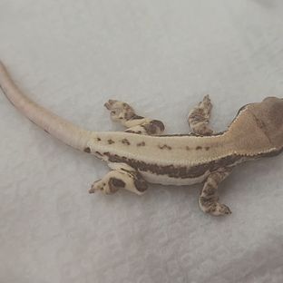 프라푸치노