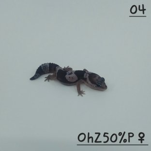 오레오 헷 줄루