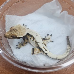 세이블