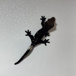아잔틱