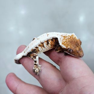 세이블